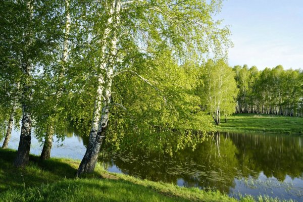 Береза бородавчатая кора