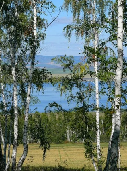 Природа Березовая роща Полянка речка