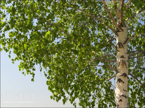 Российские просторы березы Есенин