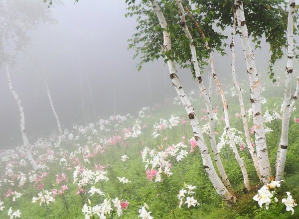 Береза повислая над рекой