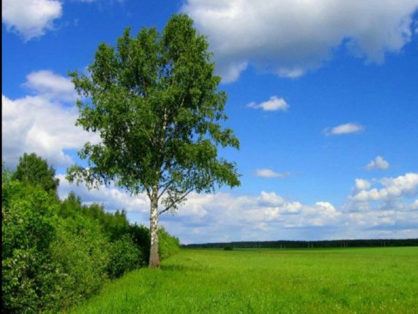 Тропа в березовой роще