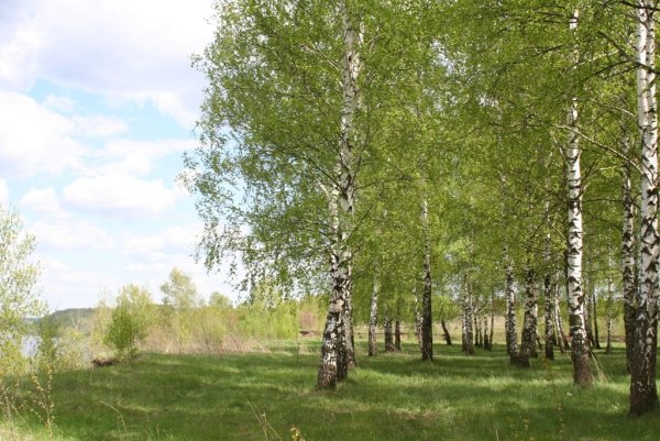 Береза весной