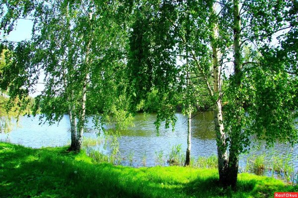 Пермский край березы