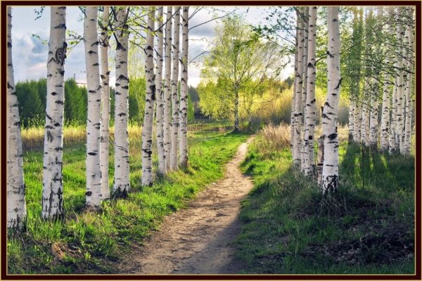 Береза белая дерево