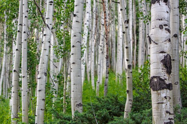 Россия Русь Березки тополя