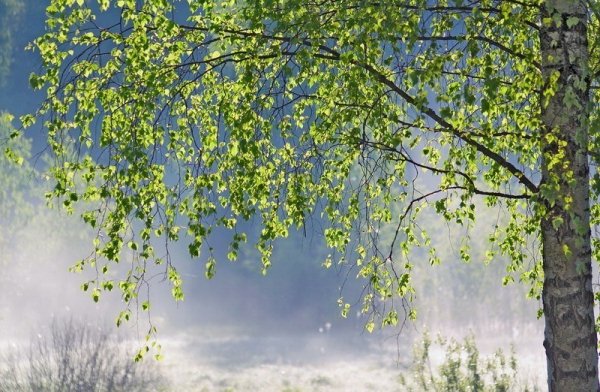 Одинокая береза в лесу