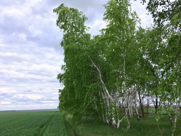 Березовая роща Кострома