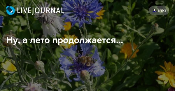 Лето картинки прикольные
