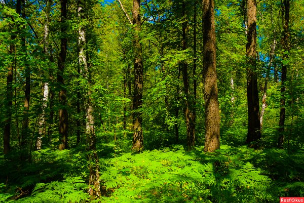 Смешанный лес