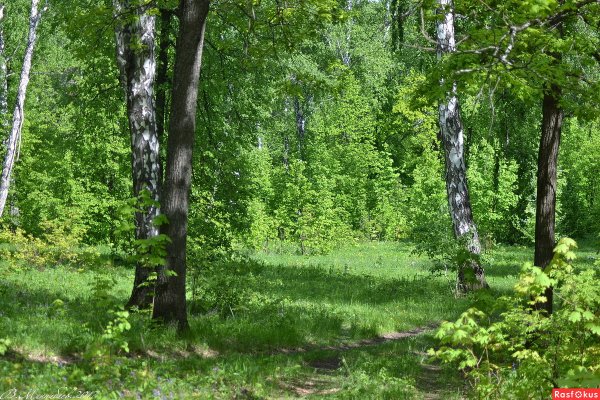 Нижегородская область широколиственный лес