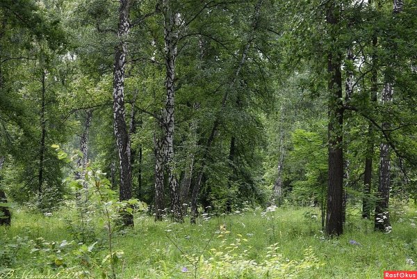 Смешанный лес Нижегородской области