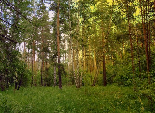 Смешанный лес Владимирской области
