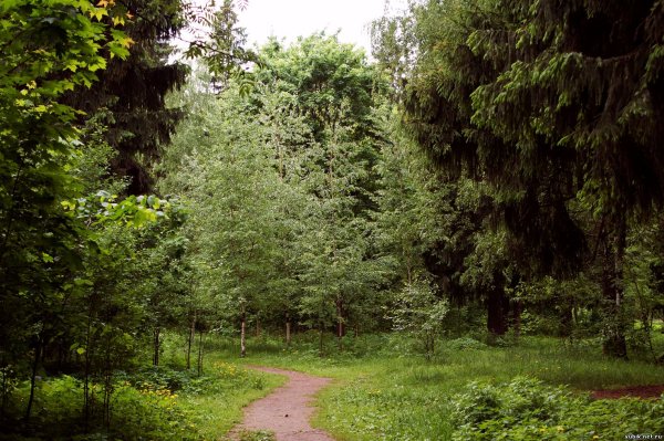 Хвойные леса и широколиственные Подмосковья