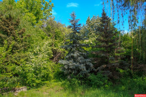 Березово Сосновый лес