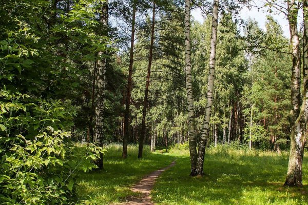 Широколиственный лес деревья