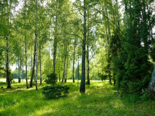 Березово Сосновый лес