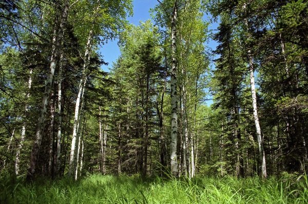 Русский лес