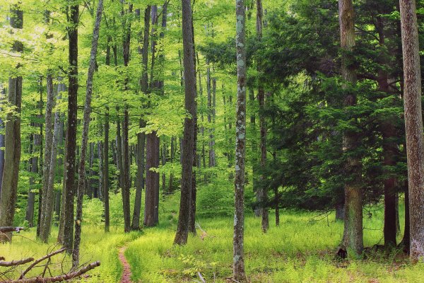 Алатанинский лес