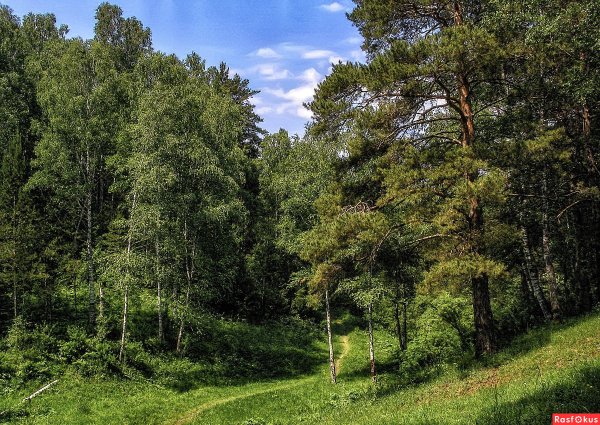 Смешанный Уральский лес опушка