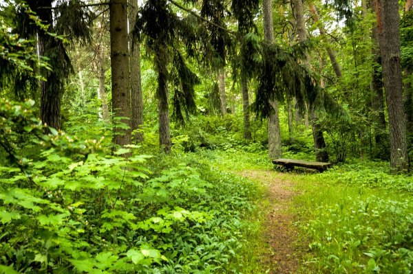 Березово-еловые леса