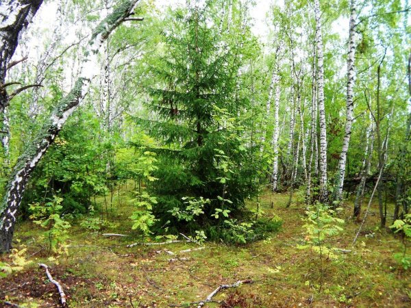 Широколистченный леса