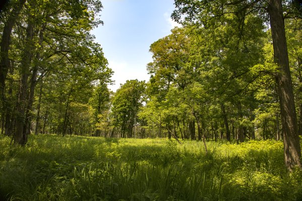 Елово Лиственный лес
