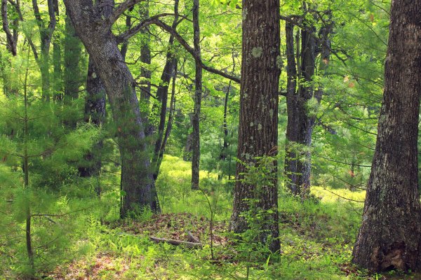 Нижегородская область широколиственный лес
