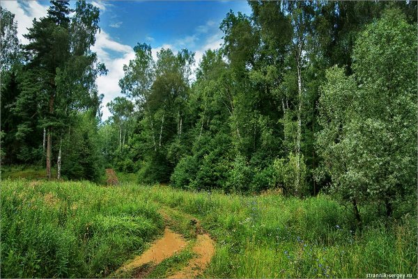 Сосново-Березово-осиновый лес