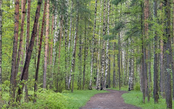 Смешанный лес в Финляндии