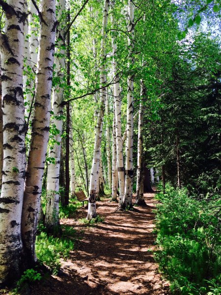 Природа России широколиственный лес