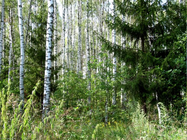 Нахабино смешанный лес