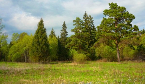 Сосновый и широколиственный лес