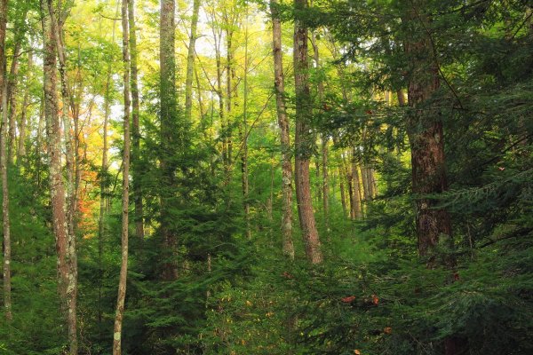 Хвойно-широколиственные леса