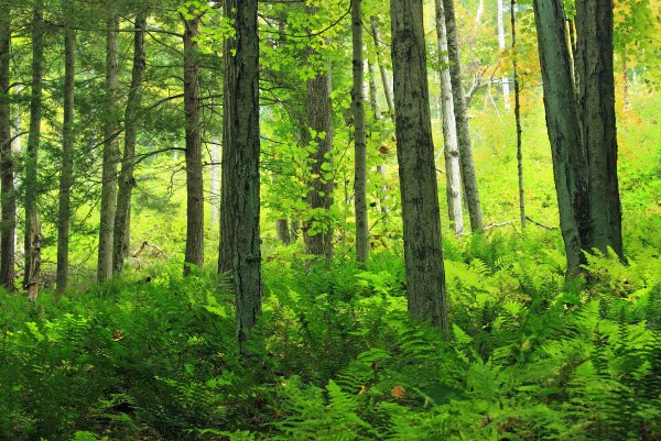 Широколиственный лес Дубрава