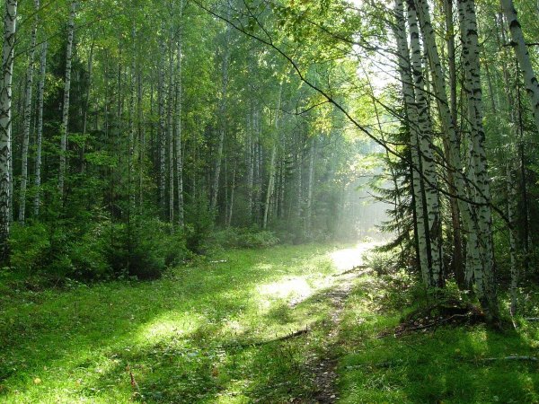 Широколиственный лес в Подмосковье