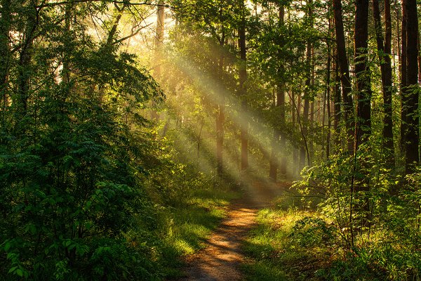 Утренний лес