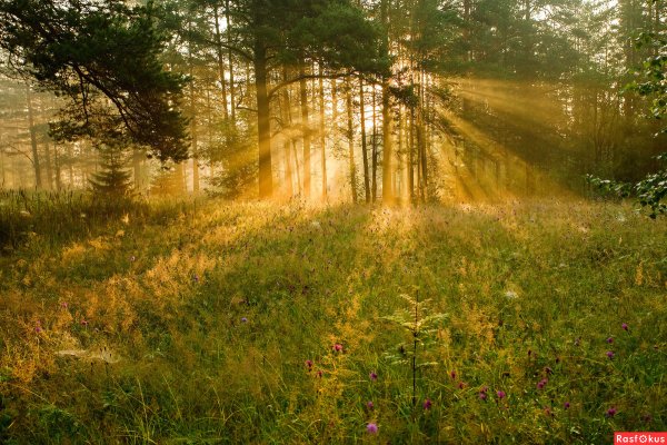 Солнечный Карельский лес