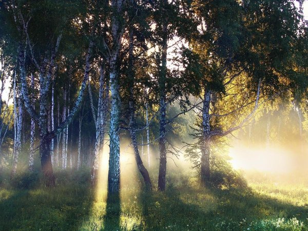 Утро лес лето