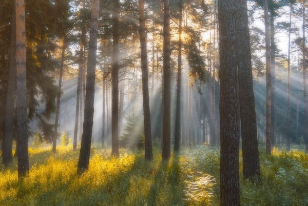 Лес ранним утром