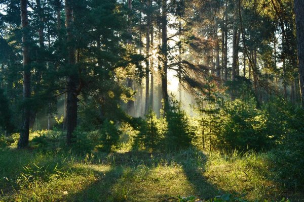 Лес еловый Бор Солнечный