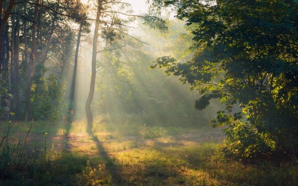 Утренний лес