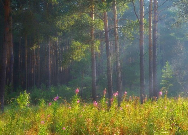 На Лесной опушке