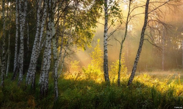 Бунин березовый лес