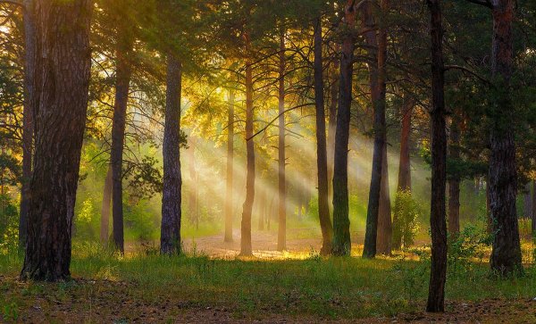 Раннее утро в лесу