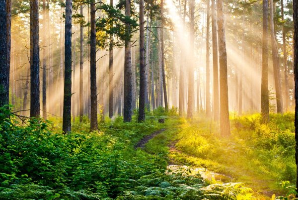 Утренний летний лес