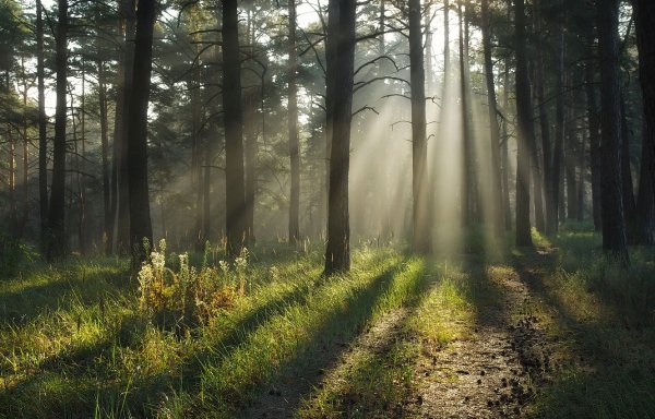 Утренний лес