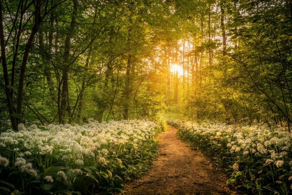 Красивая Поляна в лесу