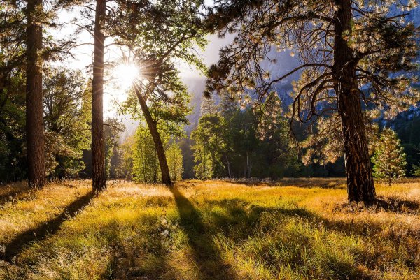 Утро в лесу