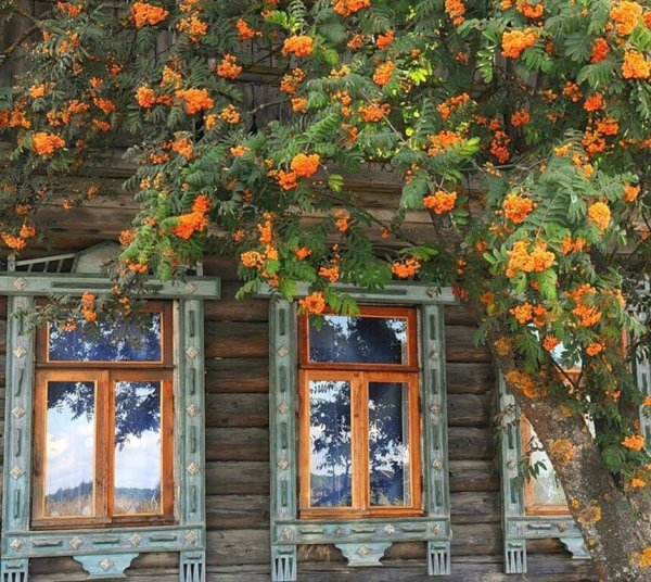 Старый Яблоневый сад в деревне