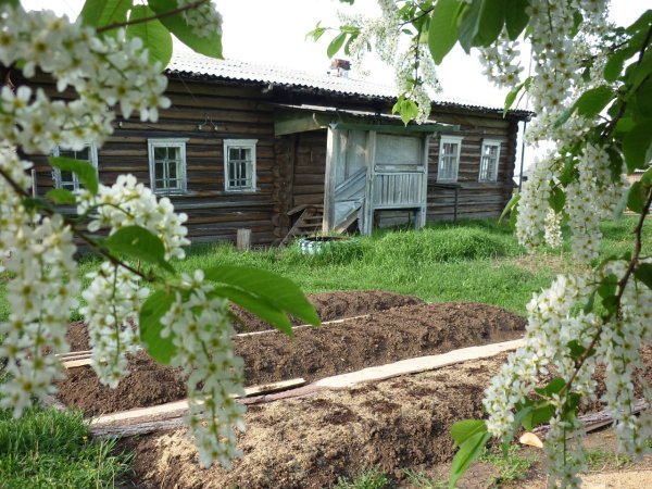 Художник Дмитрий Лёвин картины летняя деревня